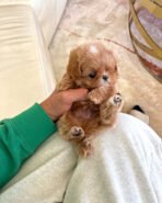 GAVIN - MALE (PURCHASED by JUN) - Image 3