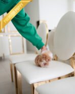 FIDO - MALE (PURCHASED by DUYGU) - Image 4