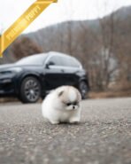 MARLENE - FEMALE (PURCHASED by ALEXANDRE) - Image 7