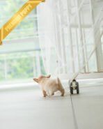 LOLA - FEMALE (PURCHASED by BETH) - Image 7