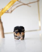 GIZMO - MALE (PURCHASED by JUAN) - Image 3