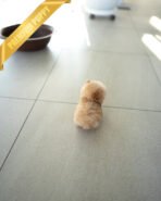 HENRI - MALE (PURCHASED by SARA) - Image 8