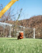 TEDDY - MALE (PURCHASED by JEFFREY) - Image 8