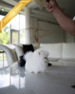 SNOWY - MALE (PURCHASED by ISAAC) - Image 8