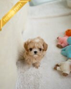 ESME - FEMALE (PURCHASED by ELSA)