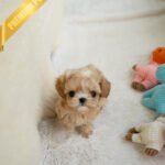 ESME - FEMALE (PURCHASED by ELSA)