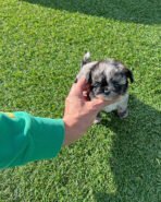 HUGO - MALE (PURCHASED by CHEVY & CHALlSA) - Image 2