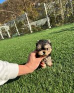 TOBY - MALE (PURCHASED by TESSA)