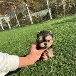 TOBY - MALE (PURCHASED by TESSA)