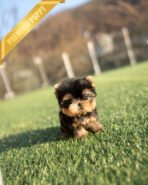 KOFI - MALE (PURCHASED by ASPEN)