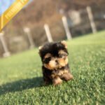 KOFI - MALE (PURCHASED by ASPEN)