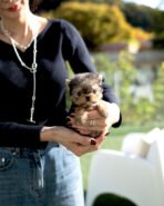 TOTO - MALE (PURCHASED by TOM) - Image 2