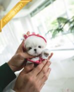 MOLLY - FEMALE (PURCHASED by LILA) - Image 2