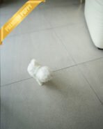 MOLLY - FEMALE (PURCHASED by LILA) - Image 6