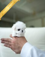 MOLLY - FEMALE (PURCHASED by LILA) - Image 4