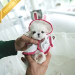 MOLLY - FEMALE (PURCHASED by LILA)