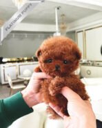 JESSICA - FEMALE (PURCHASED by ALICE)