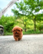 JESSICA - FEMALE (PURCHASED by ALICE) - Image 3