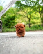 JESSICA - FEMALE (PURCHASED by ALICE) - Image 2