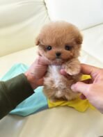 ESME - FEMALE (PURCHASED by KIM)