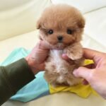 ESME - FEMALE (PURCHASED by KIM)