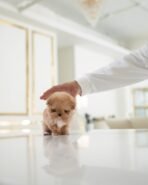 ESME - FEMALE (PURCHASED by KIM) - Image 3