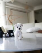 FIDO - MALE (PURCHASED by LUCRECIA) - Image 2